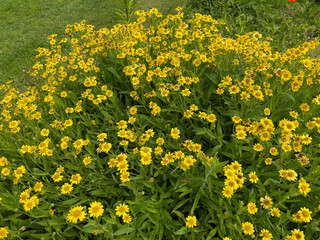 Arnica chamissonis