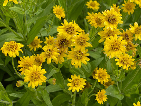 Arnica chamissonis