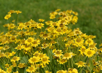 Arnica chamissonis