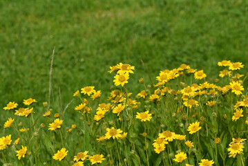 Arnica chamissonis