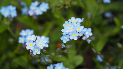 nearby small forget-me-nots flowers with green leaves grow in the garden. Spring. blue. side view