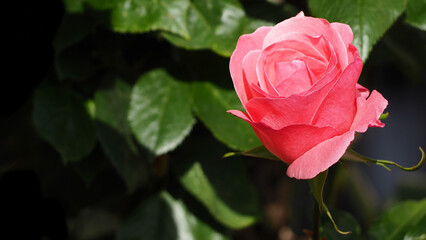 pink rose bud on a dark background with leaves