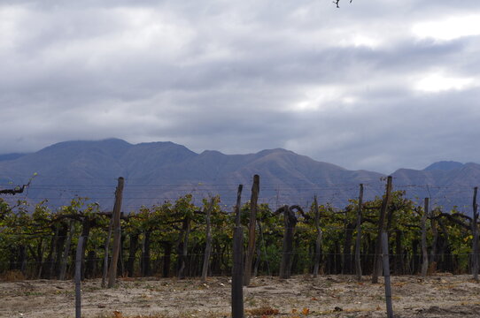 Paisaje con vides