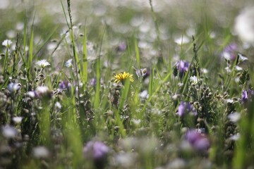 flowers in the grass