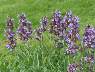 Sage, Salvia officinalis