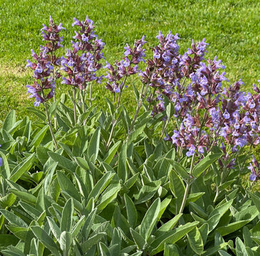 Sage, Salvia officinalis