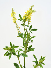 Sweet clover, Melilotus officinalis