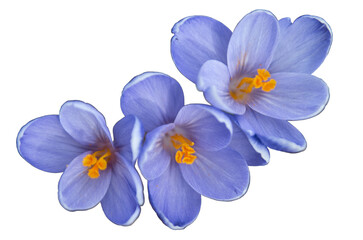 Little blue flowers isolated on white background with clipping patch