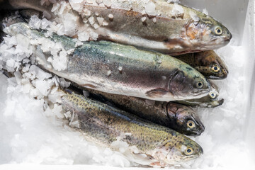 Sechs Fische auf Crushed Ice in einer Kühlbox.
