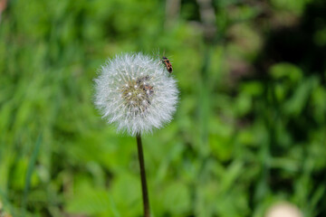 Insect sits on a dandelion
