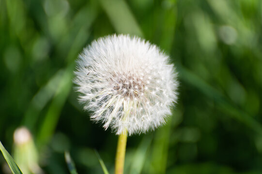 Fluffy white dandelion flower on a thick stem