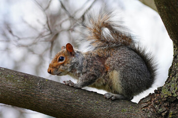 Naklejka na ściany i meble Furry Eastern gray squirrel (sciurus carolinensis) on a tree