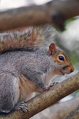 Furry Eastern gray squirrel (sciurus carolinensis) on a tree