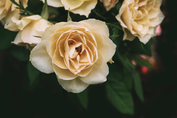 Gelbe Rosen, Blüten, im Strauß