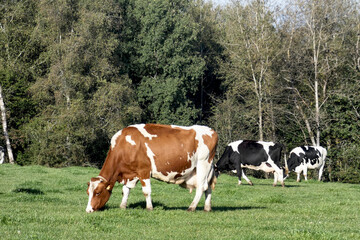Fototapeta na wymiar vache pré lait
