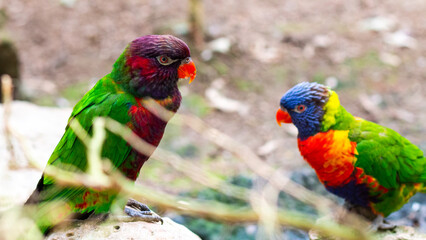 Tropical multicolor rainbow lorikeet, closeup bird portrait