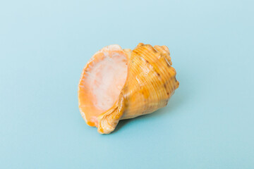 Beach seashells on colored background. Mock up with copy space