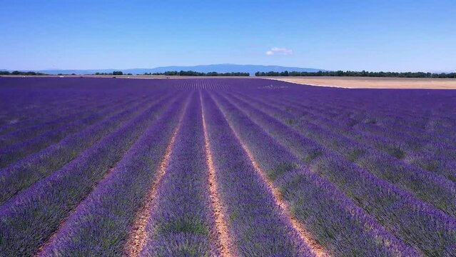 Flug &uuml;ber ein bl&uuml;hendes Lavendelfeld (Lavandula angustifolia), Sommer, blauer Himmel, Landstra&szlig;e mit Autoverkehr, Valensole, D&eacute;partement Alpes-de-Haute-Provence, Provence Alpen C&ocirc;te d&rsquo;Azur, Frankreich