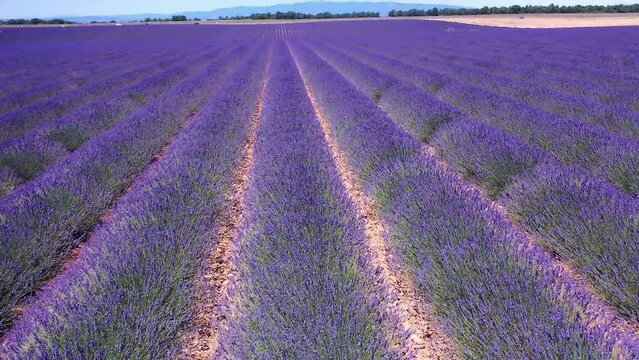 Flug &uuml;ber ein bl&uuml;hendes Lavendelfeld (Lavandula angustifolia), Sommer, blauer Himmel, Landstra&szlig;e mit Autoverkehr, Valensole, D&eacute;partement Alpes-de-Haute-Provence, Provence Alpen C&ocirc;te d&rsquo;Azur, Frankreich