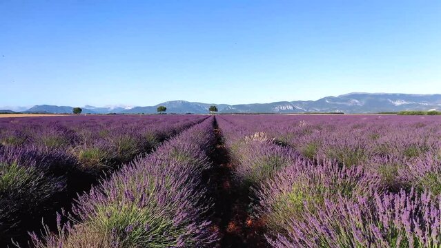 Flug &uuml;ber ein bl&uuml;hendes Lavendelfeld (Lavandula angustifolia), Sommer, blauer Himmel, Landstra&szlig;e mit Autoverkehr, Valensole, D&eacute;partement Alpes-de-Haute-Provence, Provence Alpen C&ocirc;te d&rsquo;Azur, Frankreich