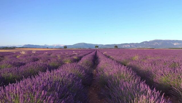 Flug &uuml;ber ein bl&uuml;hendes Lavendelfeld (Lavandula angustifolia), Sommer, blauer Himmel, Landstra&szlig;e mit Autoverkehr, Valensole, D&eacute;partement Alpes-de-Haute-Provence, Provence Alpen C&ocirc;te d&rsquo;Azur, Frankreich