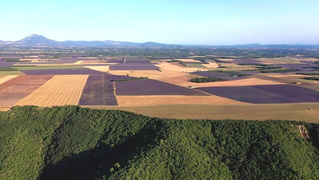 Flug &uuml;ber ein bl&uuml;hendes Lavendelfeld (Lavandula angustifolia), Sommer, blauer Himmel, Landstra&szlig;e mit Autoverkehr, Valensole, D&eacute;partement Alpes-de-Haute-Provence, Provence Alpen C&ocirc;te d&rsquo;Azur, Frankreich