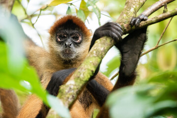 Panama spider monkey in wild from Costa Rica
