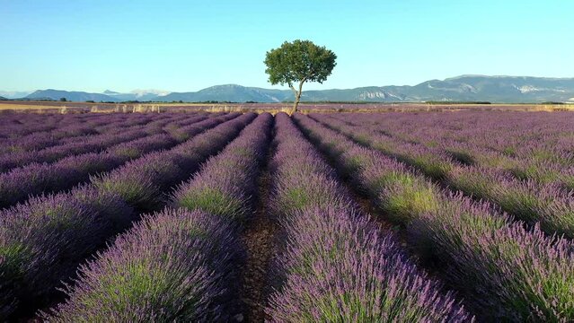 Flug &uuml;ber ein bl&uuml;hendes Lavendelfeld (Lavandula angustifolia), Sommer, blauer Himmel, Landstra&szlig;e mit Autoverkehr, Valensole, D&eacute;partement Alpes-de-Haute-Provence, Provence Alpen C&ocirc;te d&rsquo;Azur, Frankreich