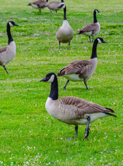 geese on a meadow