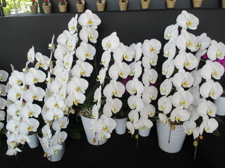 白い花が優雅で美しい胡蝶蘭 - obrazy, fototapety, plakaty