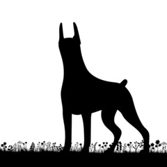 standing dog on grass silhouette on white background, isolated