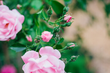 Beautiful pink roses in the garden. The flower buds are covered with aphids. Insect pests. Parasites in agriculture and horticulture.