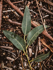 Eucalyptus leaves