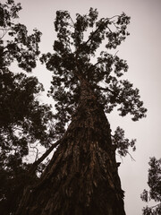 silhouette of a tree in the forest