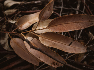 Eucalyptus leaves