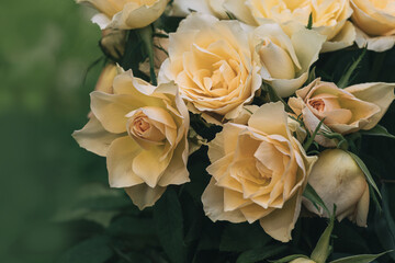 Gelbe Rosen, Strauß, gebunden,