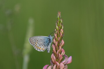 Silver studded Blue butterfly on a common sainfoin in nature