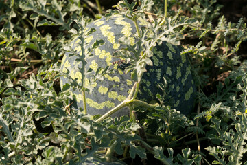 Watermelon on the green watermelon plantation in the summer. Agricultural watermelon field.