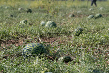 Watermelon on the green watermelon plantation in the summer. Agricultural watermelon field.