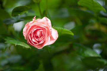 pink rose in garden