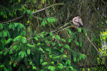 Pigeon Columba palumbus cleans its feathers on a branch of a coniferous tree in the wood pigeon's natural habitat on a summer morning, a wary bird hiding from people and large animals.