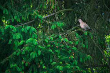 Pigeon Columba palumbus on a branch of a coniferous tree in the wood pigeon's natural habitat on a summer morning, a cautious bird in the forest, hiding from people and large animals.