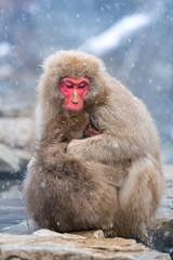 Snow monkey holding baby monkey  (Japanese Macaque) in a snowstrom, Jigokudani Monkey Park, Nagano,...