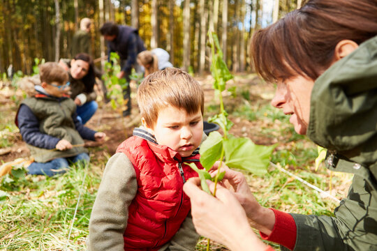 Junge und Lehrerin bei der Baumbestimmung im Wald