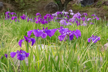 Purple iris in the garden