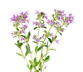 Wild thyme flowers, isolated on white background. Blooming sprigs of thymus serpyllum. - obrazy, fototapety, plakaty