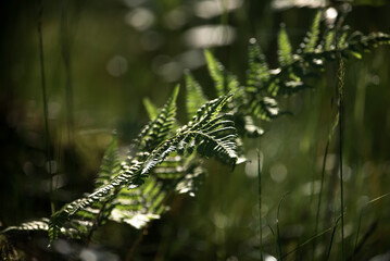 GREEN FOREST - Fern in the undergrowth in a sunny clearing