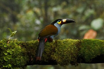 A Plate-billed mountain toucan (Andigena laminirostris) on a mossy branch in the Ecuadorian cloud forest near Santa Rosa, Mindo. © SimonJohannes