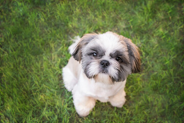 Cute little dog sitting in the park on a lush green lawn, top view. Fluffy shih tzu looking at the...