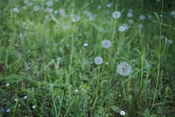 Green flower field with dandelions.